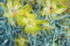 DEW-1-2