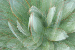 Dew-3-3